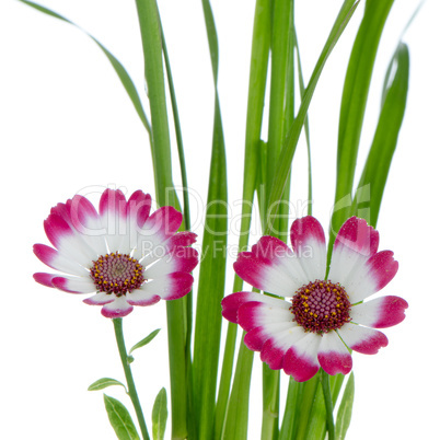 Beautiful pink flowers and green grass