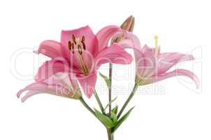 Pink lilies