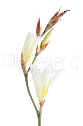 White freesia flowers