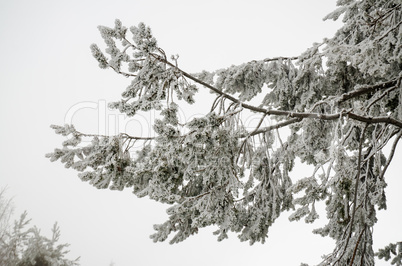 Snow and frost covered pine tree branch