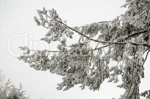 Snow and frost covered pine tree branch