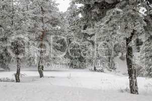 Snow and frost covered pine trees