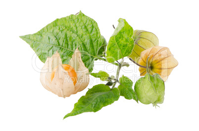 Physalis