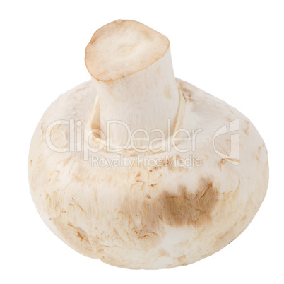 Champignon mushroom