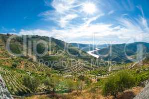 vineyars in Douro Valley