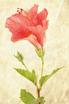 Background with pink hibiscus