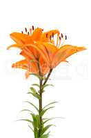 Orange lilies