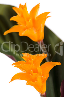 Eternal flame flower (calathea crocata)