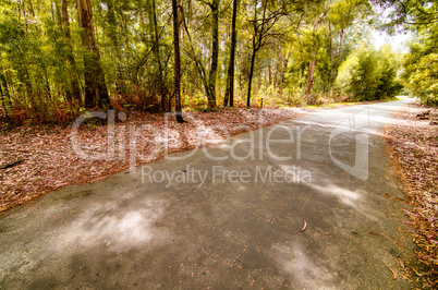 Road in autumn wood