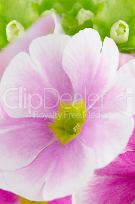 Closeup of pink primrose flowers