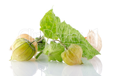 Physalis fruit