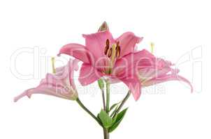 Pink lilies