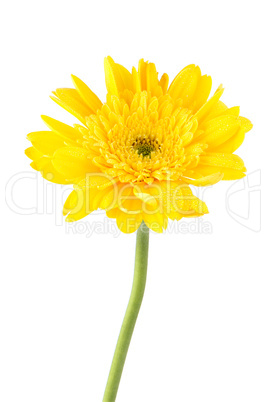 Yellow gerbera daisy flower