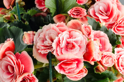 Pink begonia flowers