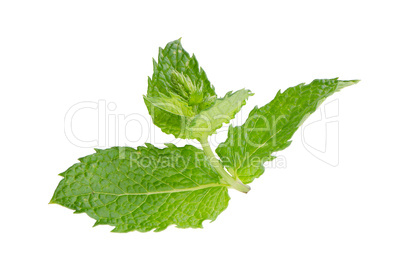 Fresh mint close up