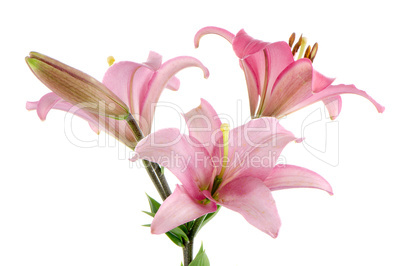 Pink lilies