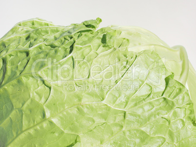 Green cabbage vegetables