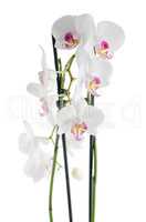 White and pink orchids