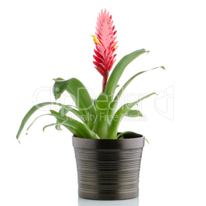 Bromelia Flower