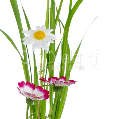 Beautiful pink flowers and green grass