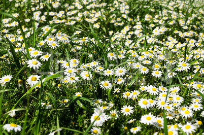 Field of daisies