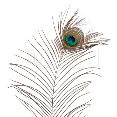 Peacock feather