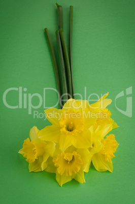 Jonquil flowers