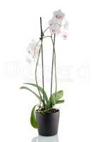 Beautiful white orchid in a flowerpot