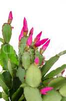 Easter Cactus (Rhipsalidopsis cactus)