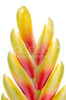 Bromelia Flower