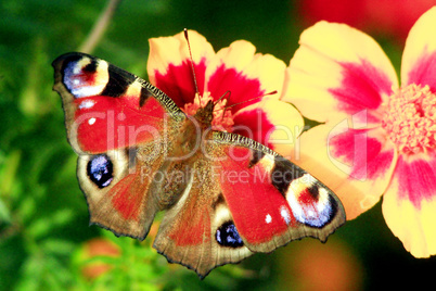 peacock eye on the marigolds