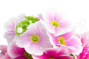 Closeup of pink primrose