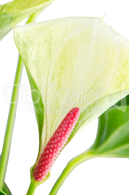 Closeup of anthedesia anthurium