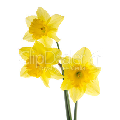 Yellow jonquil flowers