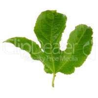 Green leaf passion fruit