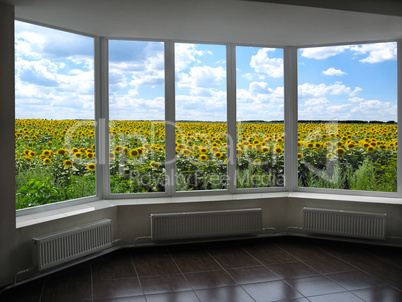 windows overlooking the field of sunflowers