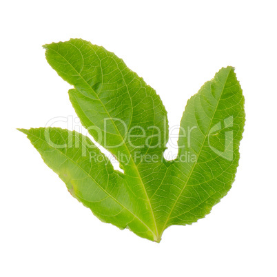 Green leaf passion fruit