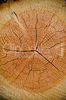 Crack wood spiral