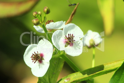 white flowers of butomus umbellatus