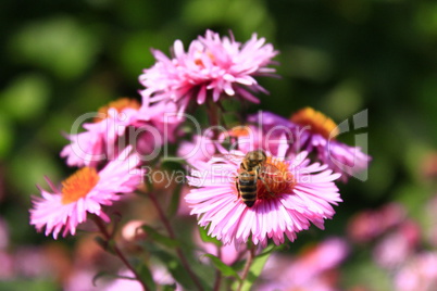 bee sits on the asters