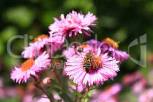 bee sits on the asters