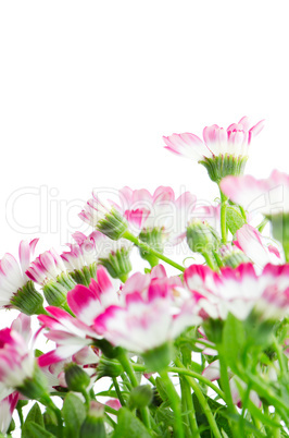 Beautiful pink flowers and green grass