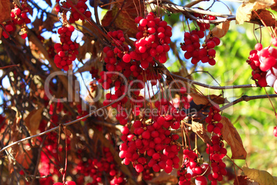 rich crop of ripe schisandra