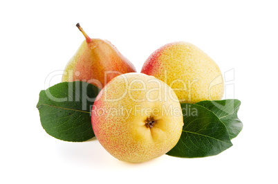 Three ripe pears