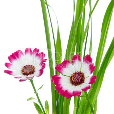 Beautiful pink flowers and green grass