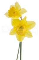 Jonquil flowers