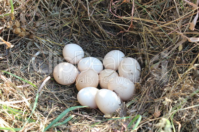 Nest of the hen with eggs