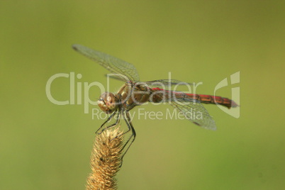 dragonfly sitting on the spikelet