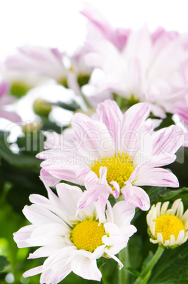 Beautiful Chrysanthemum flowers