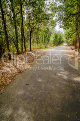 Road in autumn wood